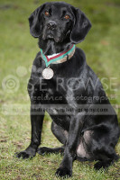 Treo DM  [ The Animals Victoria Cross ]