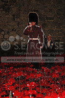 Poppies @ The Tower Last Post